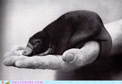 Squee Spree: Itty Bitty Maybe Fake Platypus?