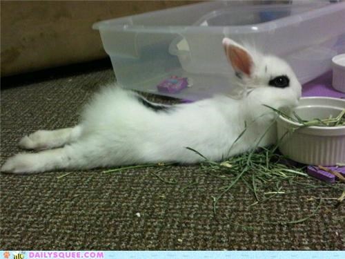 Nibbles!
