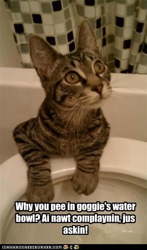 Why you pee in goggie's water bowl?