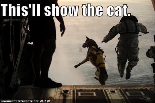 This'll show the cat.