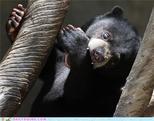 Squee Spree: Sun Bears Vs. Pandas