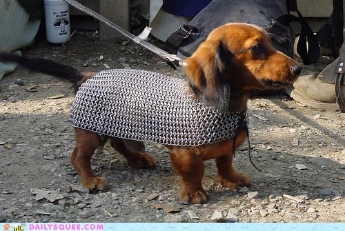 Acting Like Animals: I Will Take the Ring to Mordor!