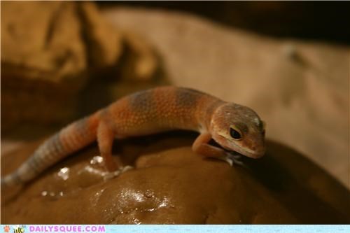 Cleo the Leopard Gecko
