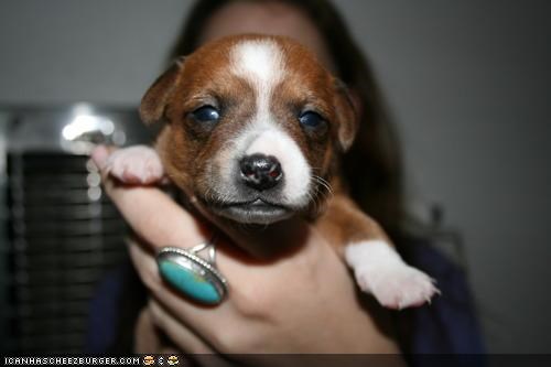 Cyoot Puppeh ob teh Day: Come Closer For Kisses!