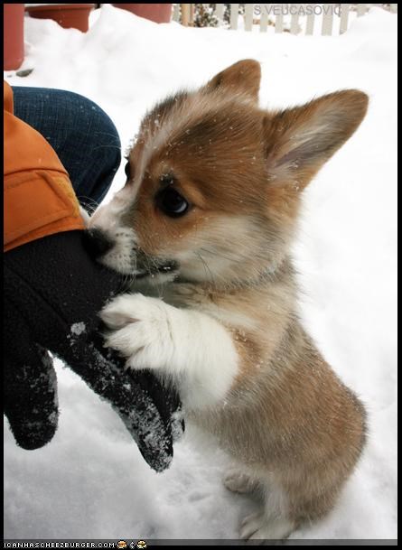 Cyoot Puppeh ob teh Day: Fanx For teh Walk in teh Snow!