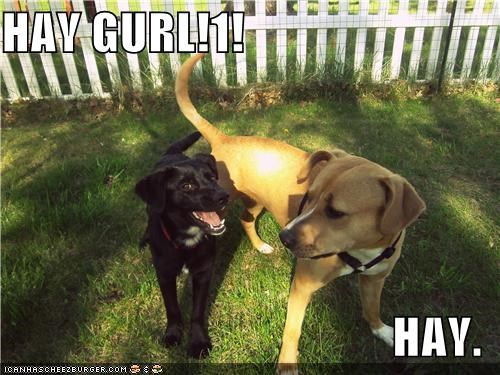 HAY GURL!1!