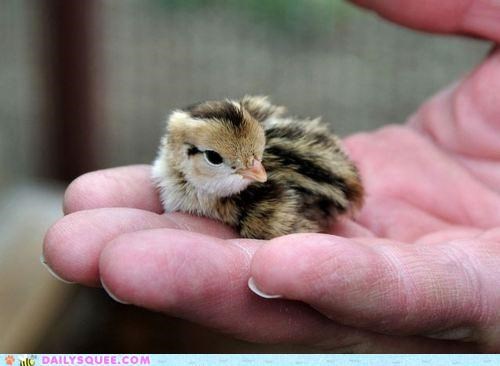 A Bird in the Hand...