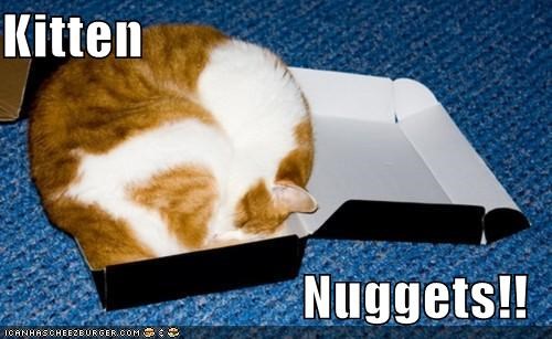 Kitten  Nuggets!!