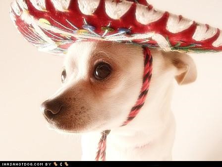 Come, We Shall Find Nachos