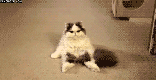 GIF: Wutz Dat?