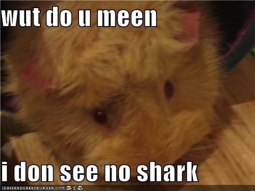 wut do u meen   i don see no shark