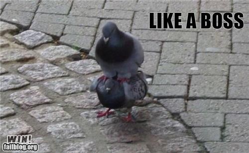 Pidgeon Boss WIN