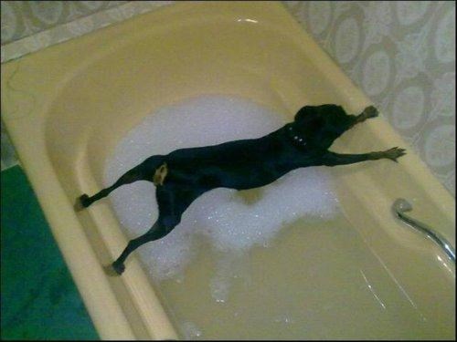 Look At This Planking Dog of the Day