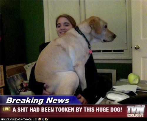 Breaking News - A SHIT HAD BEEN TOOKEN BY THIS HUGE DOG!