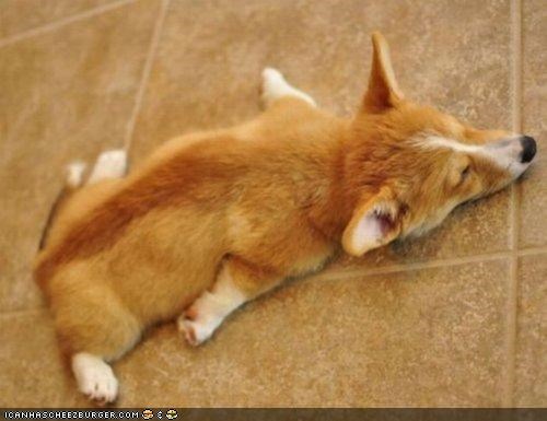 Cyoot Puppeh ob teh Day: I Got Flattened