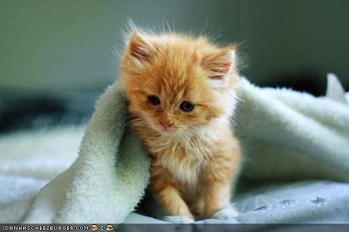 Cyoot Kitteh of teh Day: Plz 2 Tuk Meh in Nao?