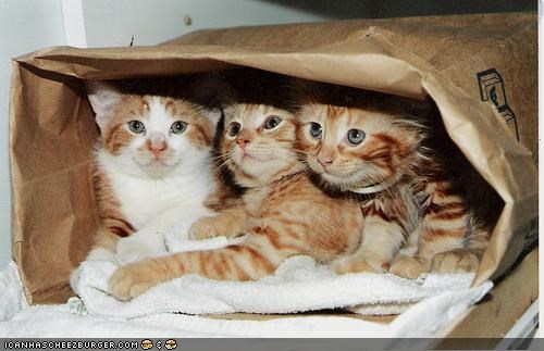 Cyoot Kittehs of teh Day: Teh Cats R in teh Bag