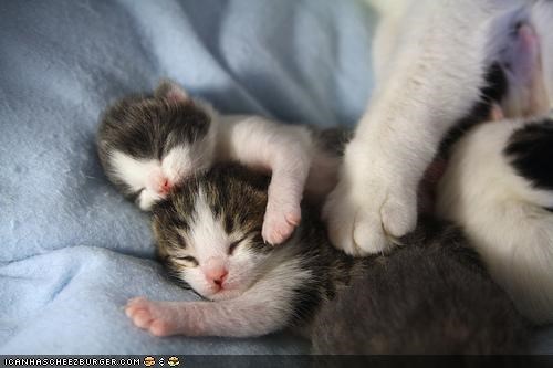Cyoot Kittehs of teh Day: Sweet Kitten Dreams