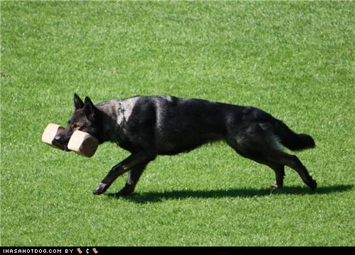Goggie ob teh Week: Iz a Wate Lifter!