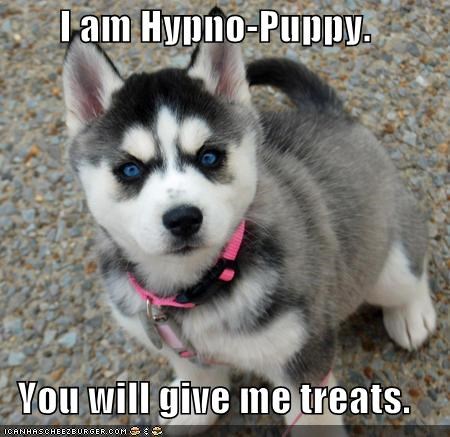 I am Hypno-Puppy.  You will give me treats.