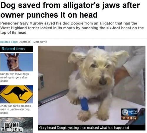 Completely Relevant News: Dog Owner WIN