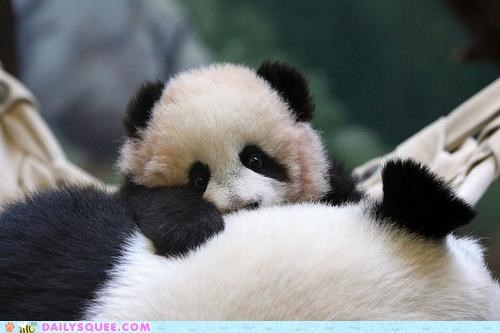 Squee Spree: Panda Peekaboo!
