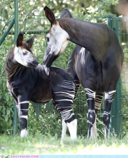 Whatsit Wednesday: Oh My Okapi!