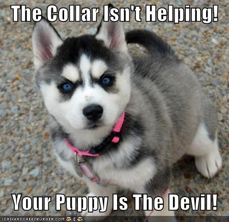 The Collar Isn't Helping!     Your Puppy Is The Devil!