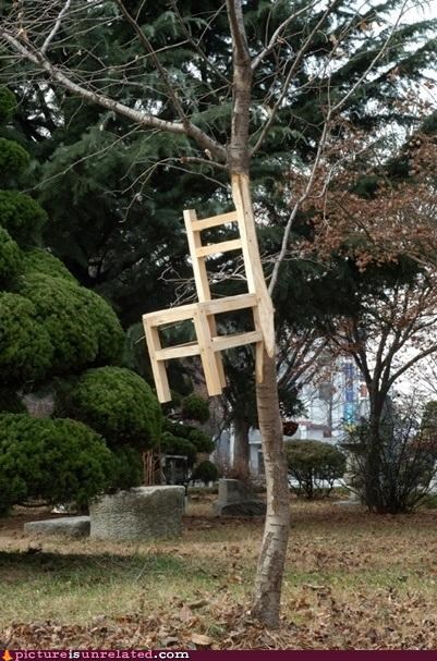 Trees Grow From Chairs...