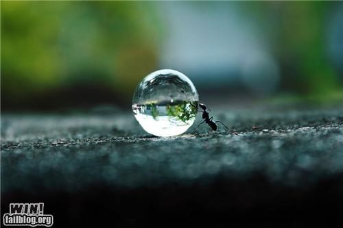 Mother Nature FTW: Hard Working Ant