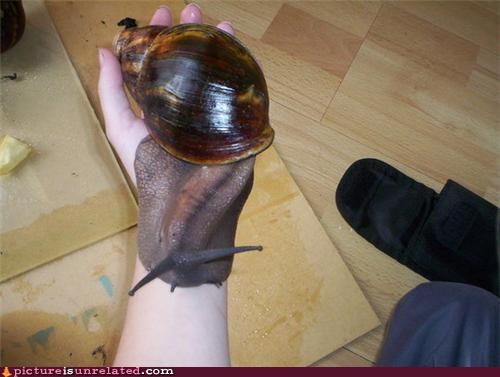 SNAIL MADNESS