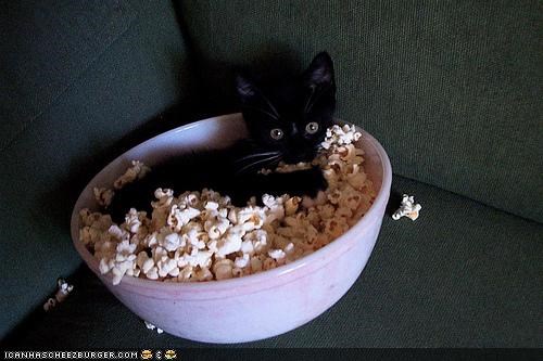Cyoot Kitteh of teh Day: Kan We Start teh Moovie Nao?
