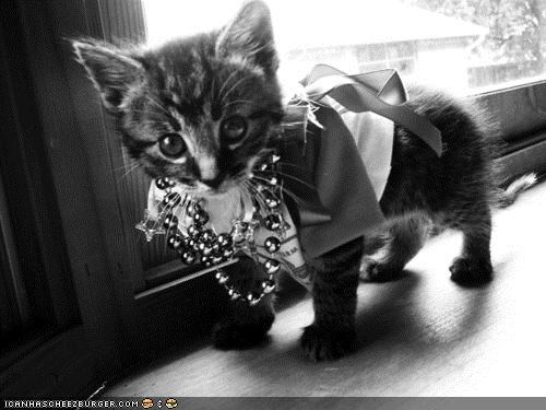 Cyoot Kitteh of teh Day: Iz Gunna B a Fashun Model Sumday!