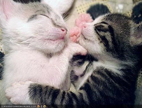 Cyoot Kittehs of teh Day: Face-2-Face Dreamin'