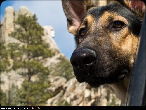 Goggie ob teh Week: Put Me on Mount Rushmore!