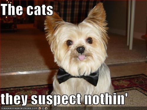 The cats