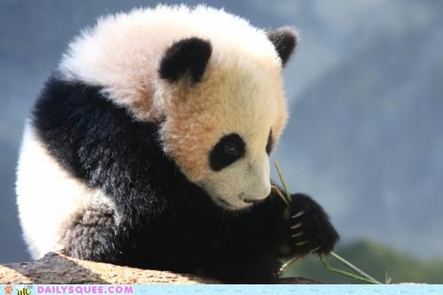 Squee Spree: Pensive Panda Contemplates the Meaning of 'Goodbye'