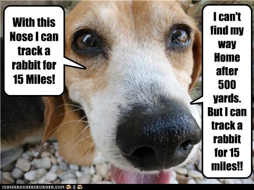 Beagles ALWAYS Get Lost