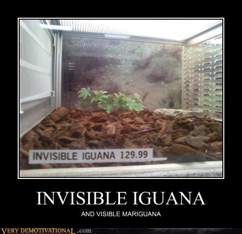 INVISIBLE IGUANA