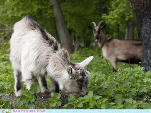 Graze and Be Fine