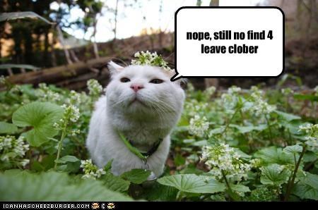 nope, still no find 4 leave clober