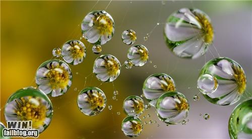 Mother Nature FTW: Dew Drops