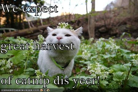 We expect great harvest of catnip dis yeer!
