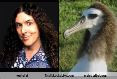 "Weird Al" Yankovic Totally Looks Like Weird Albatross