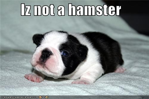 Iz not a hamster