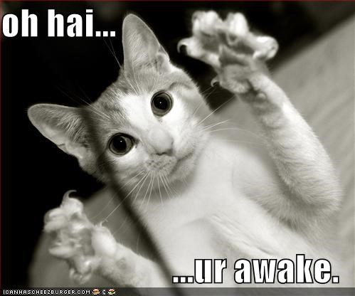 oh hai...  ...ur awake.
