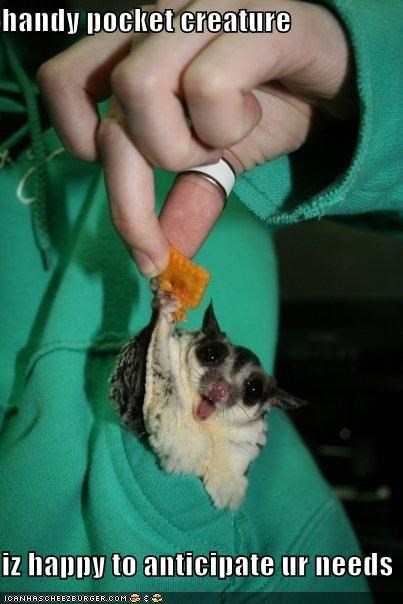 handy pocket creature  iz happy to anticipate ur needs