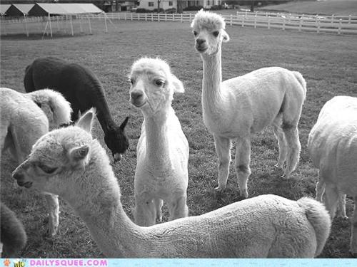 Squee Spree: A Pack o' Alpaca