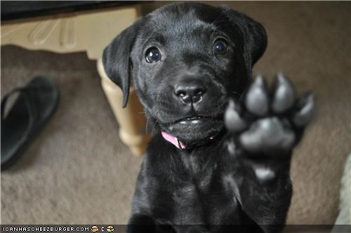 Cyoot Puppeh ob teh Day: Hold it Right There, Mister!