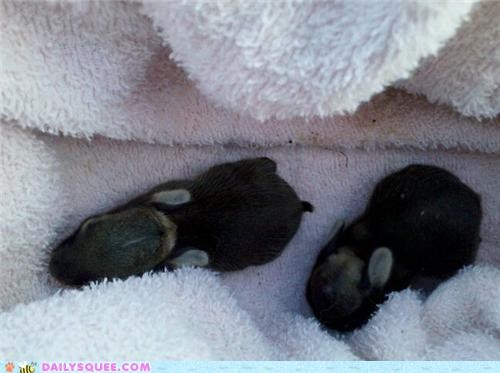 Resuced Bunnies! 